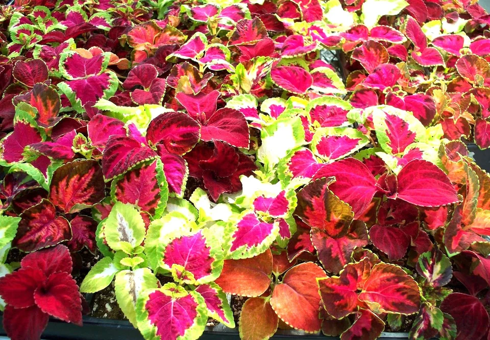Rainbow Mix Coleus Seeds - For 2025 Planting Mixed Colors Shade House Plant - Image 4 of 4