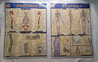 BarChart Quick Study Anatomy &Anatomy 2 Study Guide