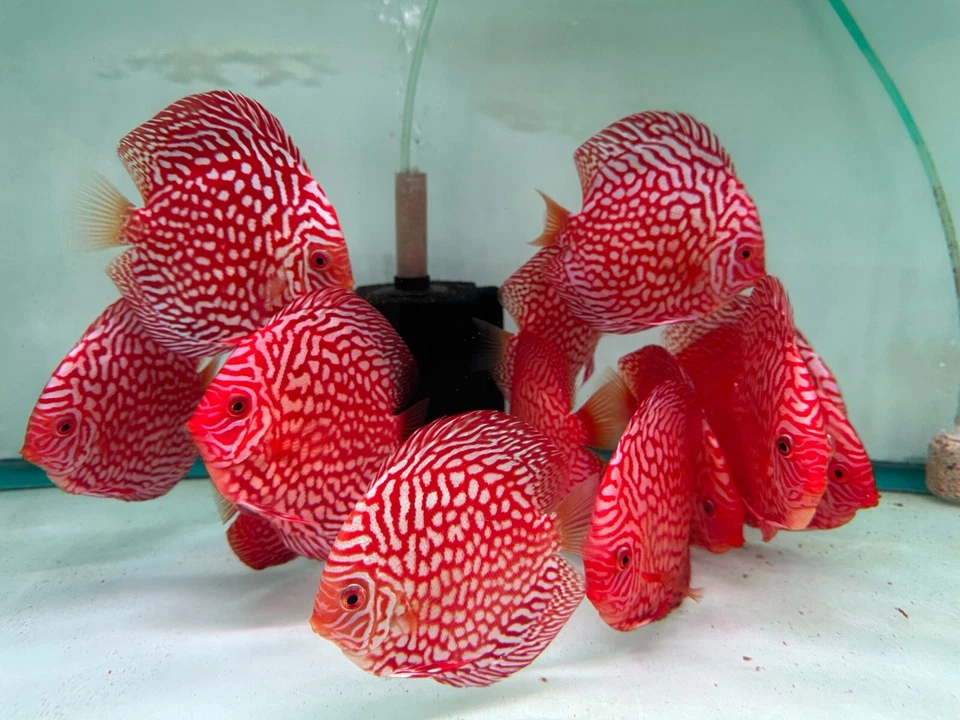 Red Checkerboard Discus - 5-6" - Image 4 of 4