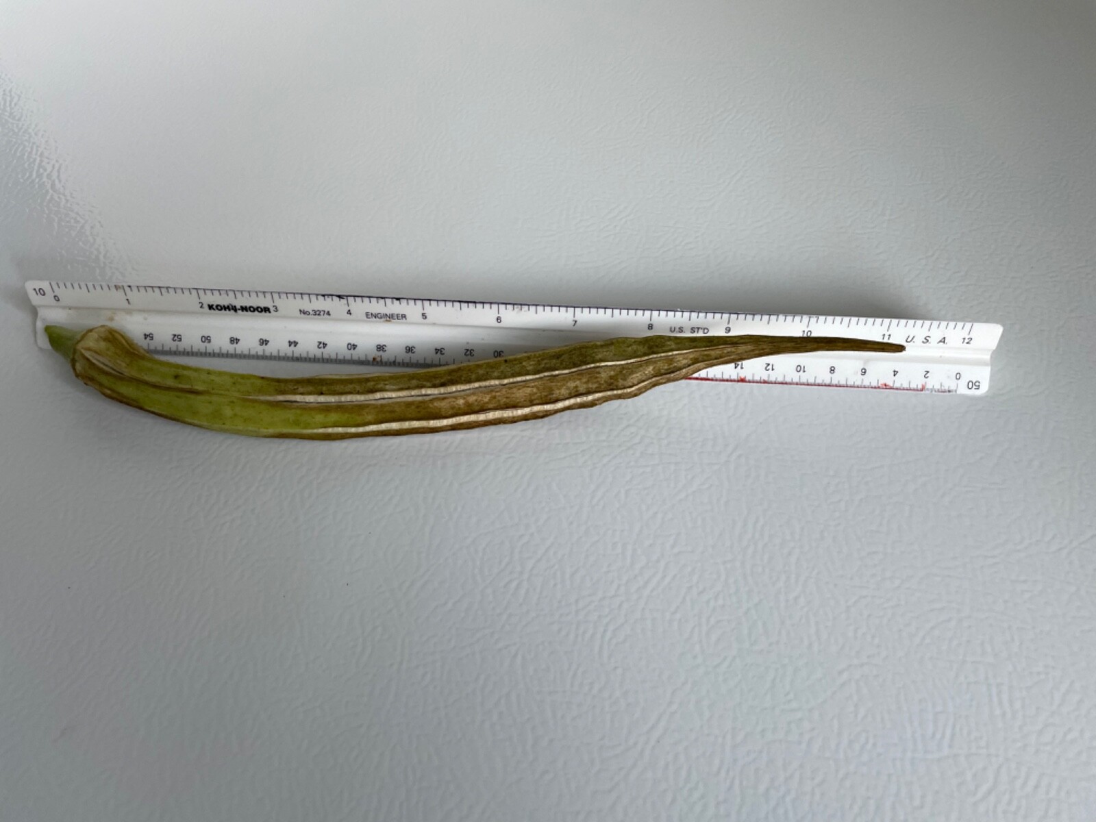 100+ Rare Louisiana Longhorn Okra Seeds Heirloom NonGMO Open Pollinated eBay