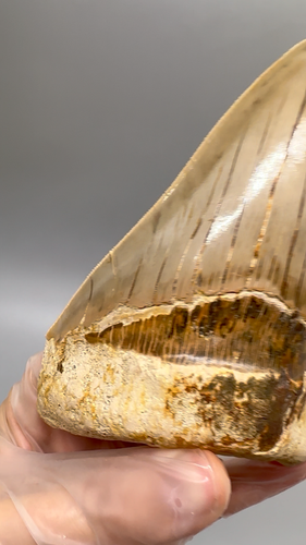 RAZOR SHARP Dente MEGALODON fossile seghettato 4,74" - Spessore Indo Meg inferiore - Video 1 di 1