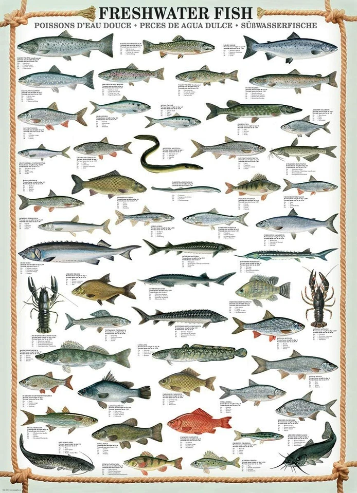 Freshwater Fish 1000pc jigsaw puzzle 680mm x 490mm by Eurographics - Image 2 of 3