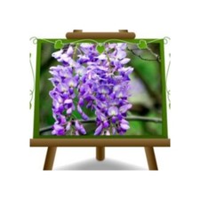 Wisteria Sinensis Prolific Glicine Viola Lilla Altezza: 150-200 cm Vaso:  17 cm