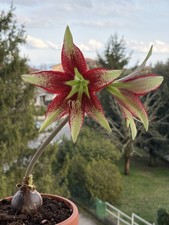 Hippeastrum Lapacense hybrid n5 x Leucopardinum - 10 seeds, Amaryllis