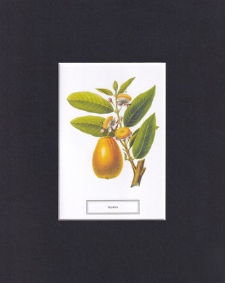 8X10 Matted Picture Print Art, New York Botanical Garden: Guava (Tree, Fruit)