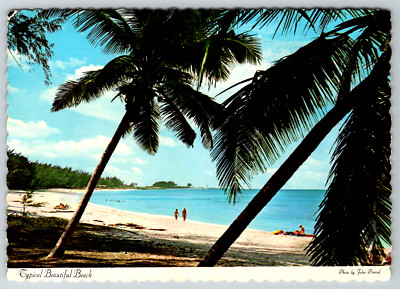 c1980s Beautiful Beach Palm Trees Sunbathers Goers Continental Postcard