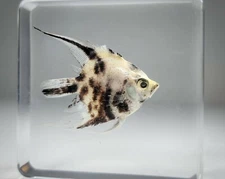 Real Fish in Resin, Freshwater Angelfish, Oddities, Pterophyllum Scalare