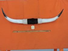 MOUNTED STEER BULL HORNS 4' 5" tip-tip   COW BULL HORN LONGHORN 227