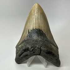 Megalodon Shark Tooth 5.81 Inch - Lower Jaw - Dagger Fossil - Authentic 20231