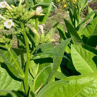 #ad 1500 Sacred Aztec Ceremonial Nicotiana rustica Tobacco Seeds For Planting $4.95