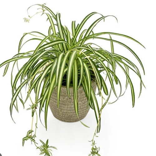 CHLOROPHYTUM COMOSUM SPIDER PLANT VARIEGATED BARE ROOT/PUP