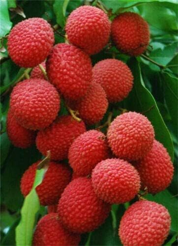 ほろー　lychee berry Berry Passion Lychee - Boost Juice