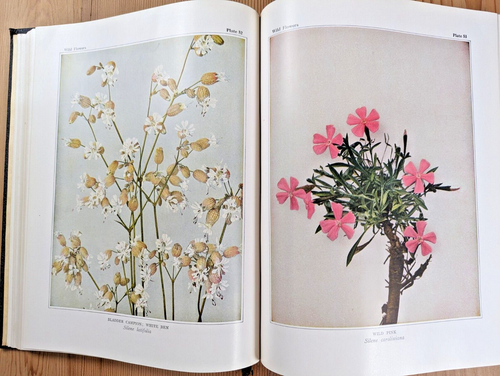 Wild Flowers Book Homer D. House RARE Version 1936 One Complete Volume - Picture 10 of 12