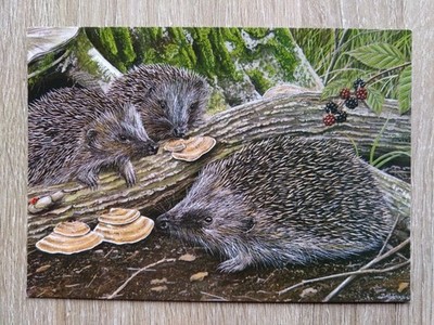 IGEL aus einem Original Gemälde von David Teague. Postkarte von John Hinde.