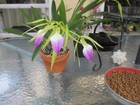 Read The Tag.Actual Plant In Bloom