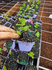 2-PACK small APPLE MINT EDIBLE  TREE PLANT bush IN 3" pot