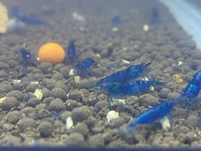 Blue Dream Shrimp Neocaridina Shrimp 20 with Real Stock Video FREE SHIPPING