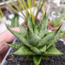 Sansevieria tesya Free Phytosanitary Certificate