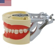 USA Kilgore Nissin 200 Type Dental Typodont Model 32PCS Teeth Removable Screw-in