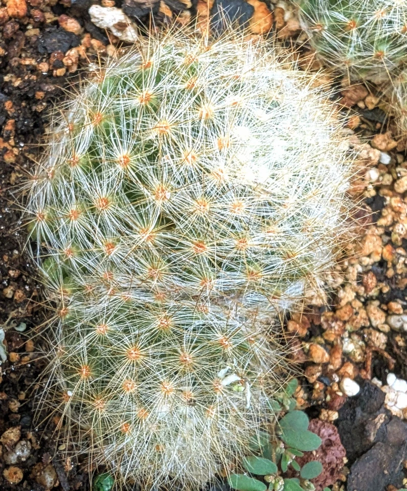 Mammillaria Baumii Hermoso. Cactus de Flores Amarillas .#3 Y 4 Saludables.. - Image 4 of 4