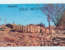 Unused Pre-1980 GILA POISONOUS LIZARD state of Arizona : make an offer hn1108