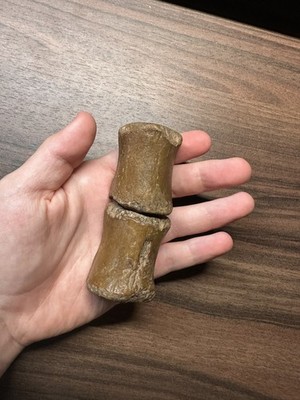 3,74 Zoll x2 Kryptops Abelisaurier Wirbel Dinosaurier Fossilien Elrhaz FM. 