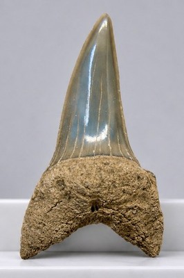 MAKO SHARK TOOTH Retroflexus - 1.32 in.  LEE CREEK - AURORA Real Fossil
