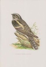 Ziegenmelker Caprimulgus europaeus Nachtschwalbe Farbdruck 1958 Ornithologie