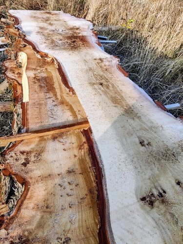  Pappel Maser 1 m³  Bohlen Poplar bur Holz Edelholz                    - Bild 12 von 12