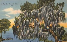 Age Old Monarch of the South Spanish Moss Tree Linen Postcard USA Made