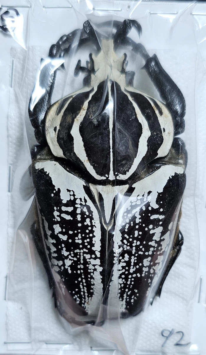Goliathus Beetle for sale | eBay