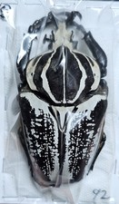 Cetonidae : Goliathus goliathus 92mm A1 Wild