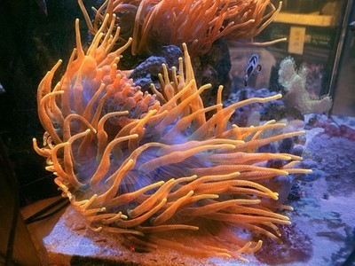 Aqua Cultured Super Nova Bubble tip anemone 10-12  Wysiwyg