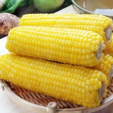 1-OZ 100+ Yellow Waxy Corn seeds; sticky glutinous corn; Drought Tolerant; 黃糯玉米
