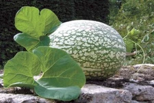 10 Shark Fin Melon Seeds for Planting, Fig Leaf Gourd. Very Vibrant Colors.