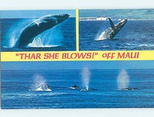 Pre-1980 HUMPBACK WHALE Maui Hawaii HI AD3393