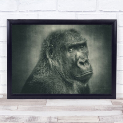 Almost One Of Us Gorilla Female Face Close-Up S&W Gorillas Ape Wandkunstdruck