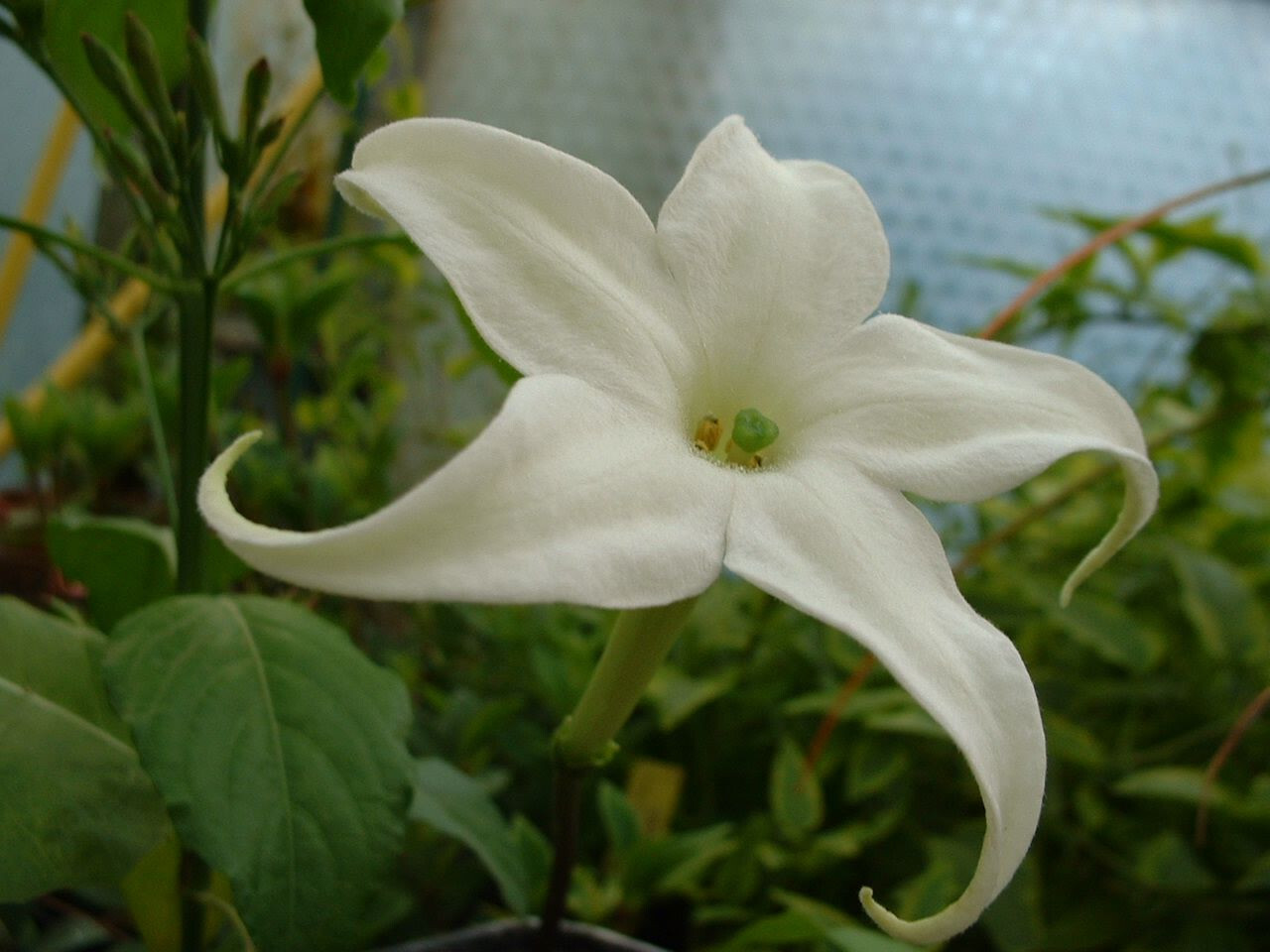 Jaborosa Integrifolia en lot de 2 : créez un jardin de nuit parfumé sur votre terrasse