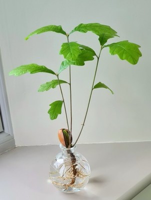 Grow Your Own Oak Tree Kit, Glas, Keimung Eichel Vase Samen Halter Glas Geschenk