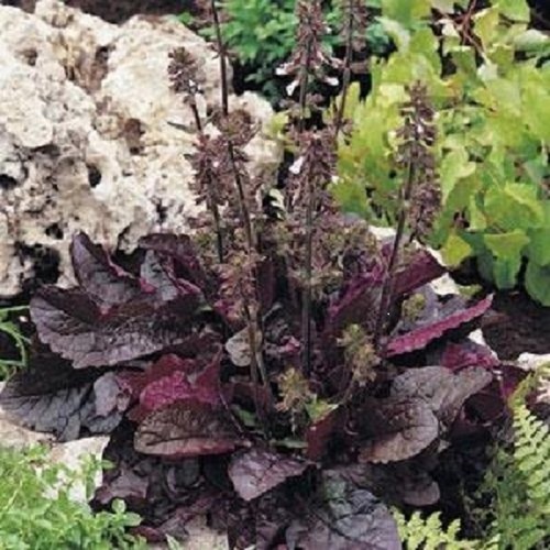 40+ Purple Volcano Salvia Drought Tolerant / Perennial Flower Seeds eBay