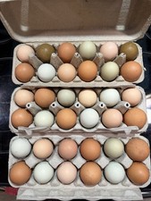 Fertile Hatching Eggs Mixed Heritage Colorful Egg Layers 8 Eggs