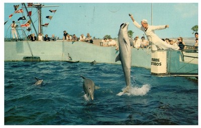 Marine Studios Dolphins Leaping Porpoises Vintage Postcard Florida