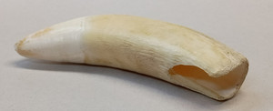 Vintage Louisiana Alligator Tooth 3" Long