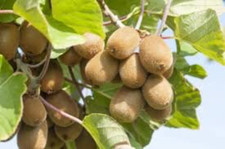 Feuilles séchées de KIWI,produits de mon jardin,plante Bio,sans traitement