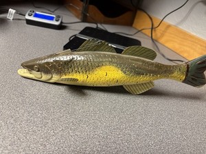 WALLEYE FISHING DECOY BY GRAND DADDY BAIT CO (GDB)