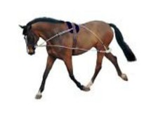 Pessoa Style Trainingshilfe. 100% Echtwolle Spanner / Creme
