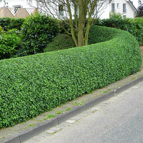 1 X GREEN PRIVET LIGUSTRUM EVERGREEN HARDY DENSE HEDGING PLANT IN POT - Picture 2 of 6