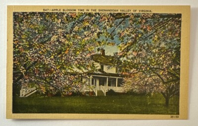 Vintage Postcard, Apple Blossom Time in Shenandoah Valley of Virginia, Unused