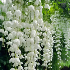 285 Evergreen Climbing Jasmine Seeds, Perennial Fragrant, Low Maintenance, f...