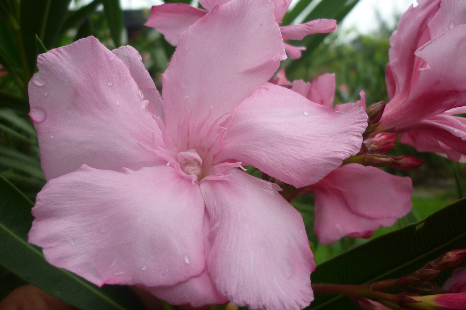 Oleander LOUIS POUGET 50-60cm 3l Topf Phloxrosa Mit 7cm Grösste Blüten